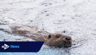 More beavers released in Highland glen in ‘wildlife success story’