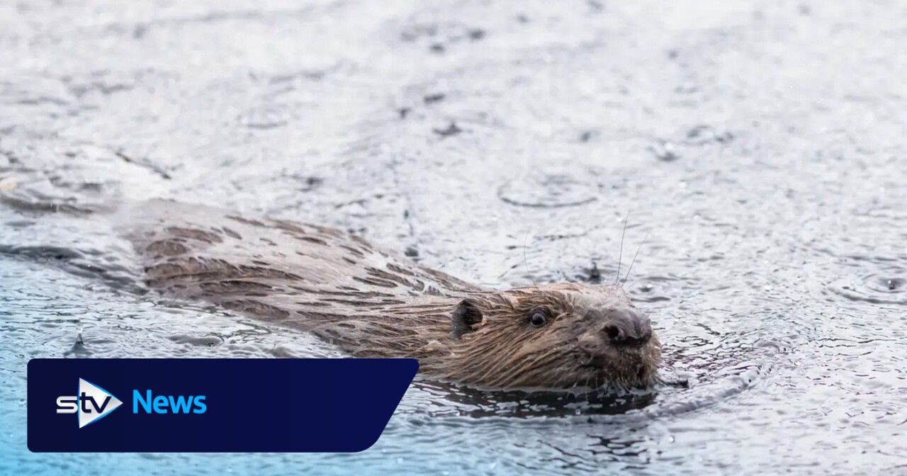 More beavers released in Highland glen in ‘wildlife success story’