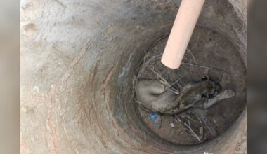 Rescuers Peer Into 15-Foot Pit — And Find Majestic Animal Trapped At The Bottom