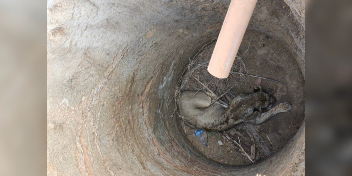 Rescuers Peer Into 15-Foot Pit — And Find Majestic Animal Trapped At The Bottom