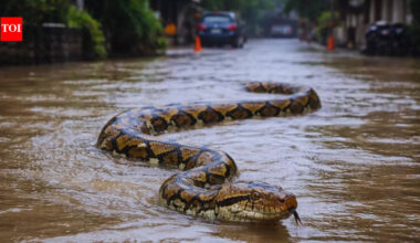 Snakes swimming in the flooded streets of Bali? Scary videos shock travellers |