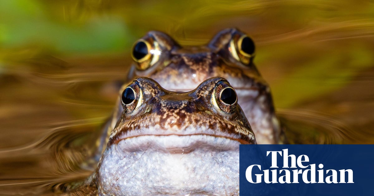 Week in wildlife: rescued dolphins, a white whale and a precious kākāpō chick - The Guardian
