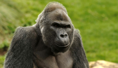 Oldest male gorilla in the UK dies two weeks after being moved to new home