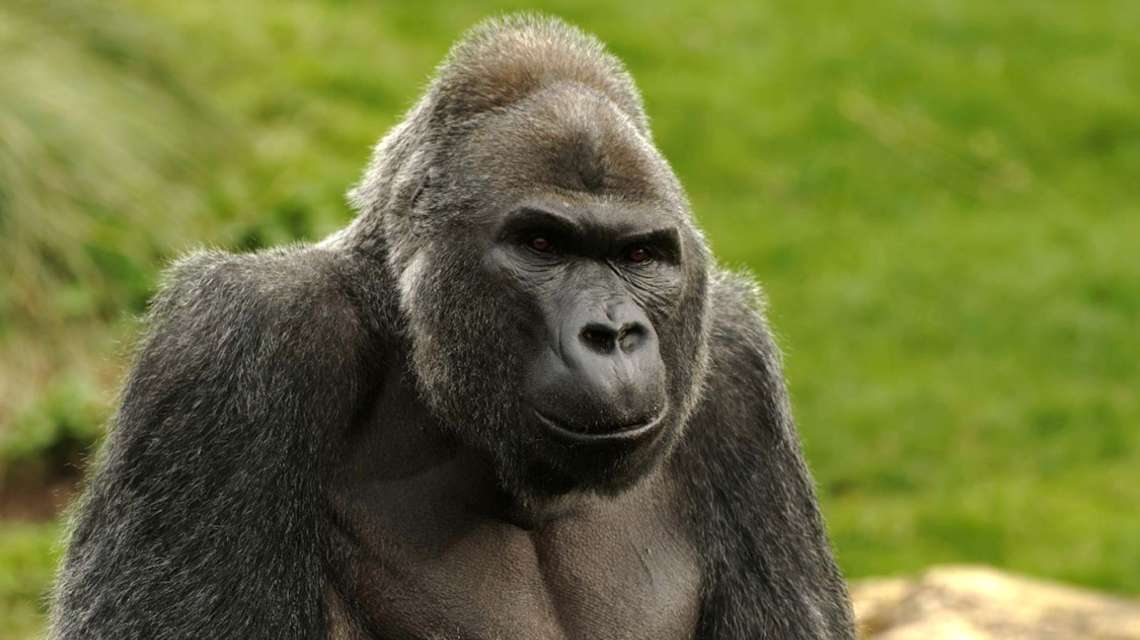 Oldest male gorilla in the UK dies two weeks after being moved to new home