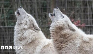 A stock image of two artic wolves in an enclosure as they point their heads upwards and howl. Both wolves have white and thick fur.
