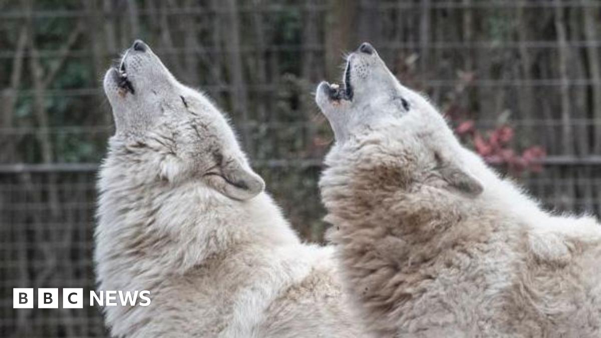A stock image of two artic wolves in an enclosure as they point their heads upwards and howl. Both wolves have white and thick fur.