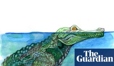 How long can crocodiles stay under water without breathing? The kids’ quiz | Family