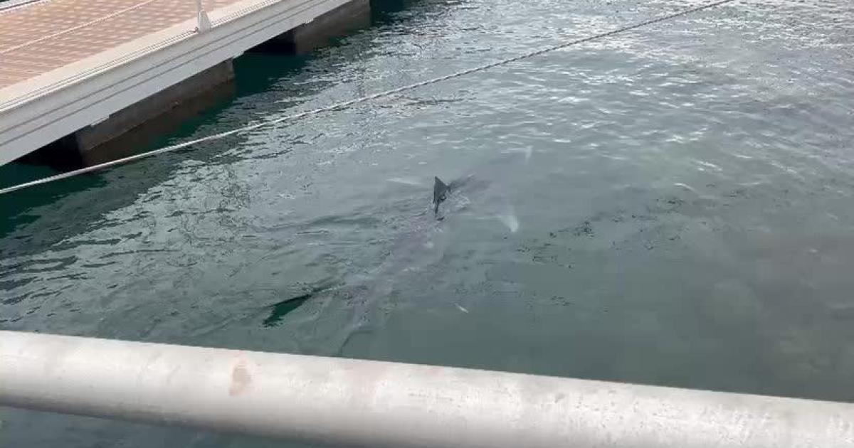 New record of a great white shark in the Spanish Mediterranean