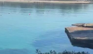 Two dolphins spotted off the coast of Santa Ponsa