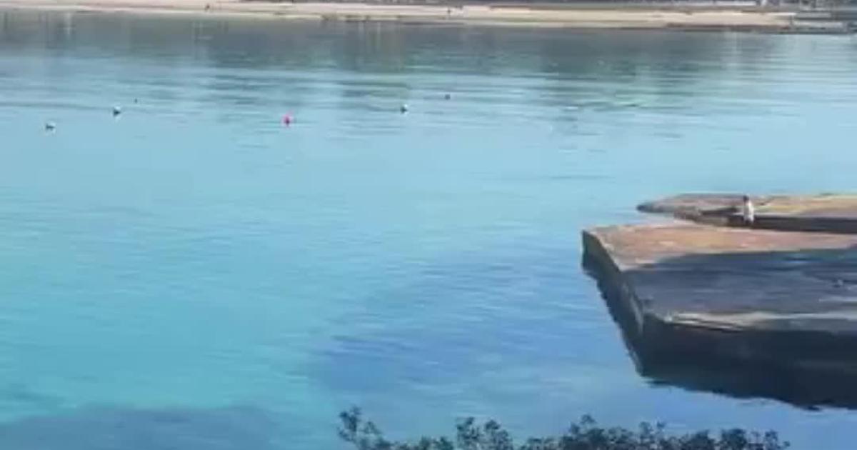 Two dolphins spotted off the coast of Santa Ponsa