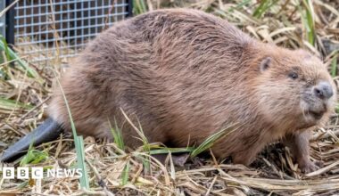 A brown beaver, coming out of a cage, showing its full body and tail. It is walking across foliage of grass and straw. A cage is behind the animal.