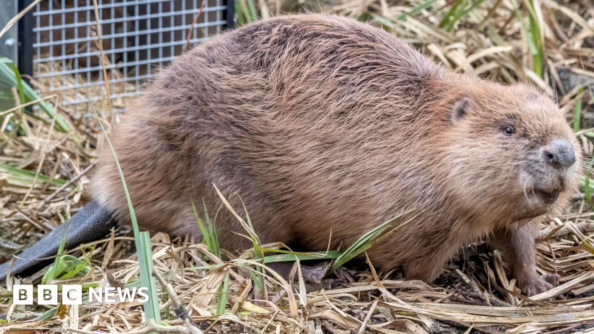 A brown beaver, coming out of a cage, showing its full body and tail. It is walking across foliage of grass and straw. A cage is behind the animal.