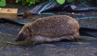 What to do if you see a hedgehog in your garden this spring