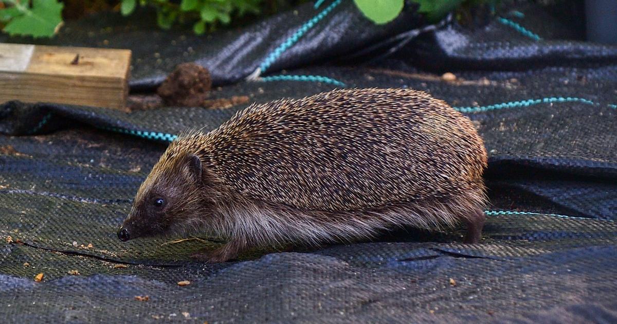 What to do if you see a hedgehog in your garden this spring