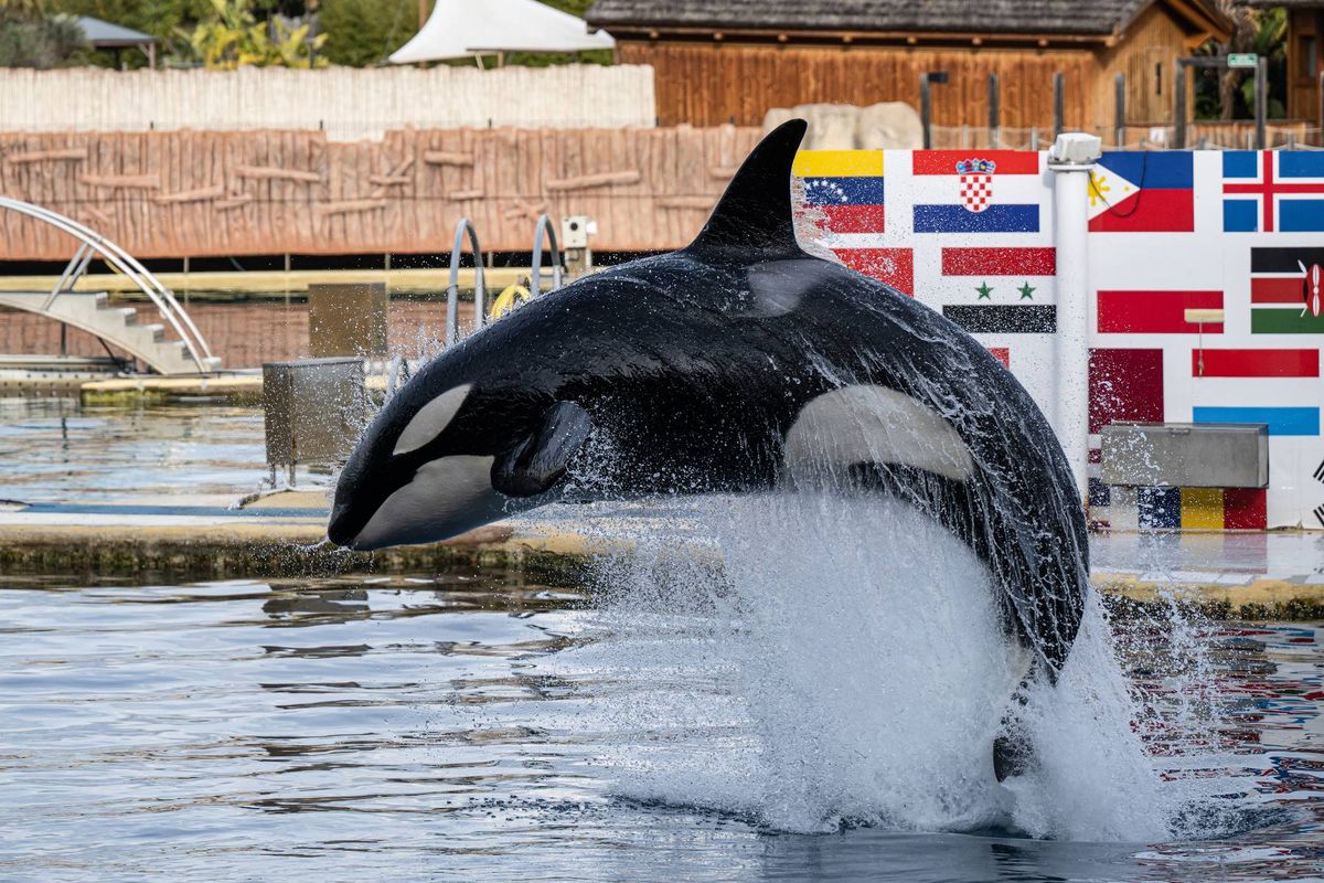 An orca, a marine mammal, leaps out of the water, creating a splash, against a backdrop featuring a variety of flags.
