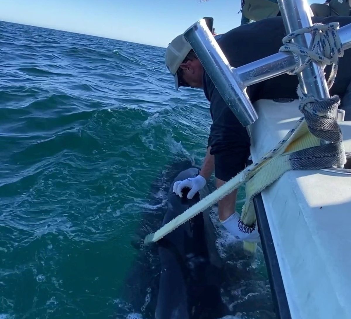 A scientist reaches down and touches a tracking device on a juvenile female great white shark off the coast of South Carolina