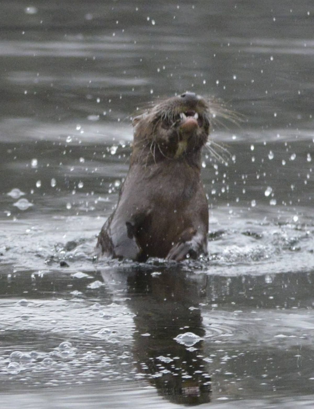 Otters have recently been spotted at a park in Middlesbrough