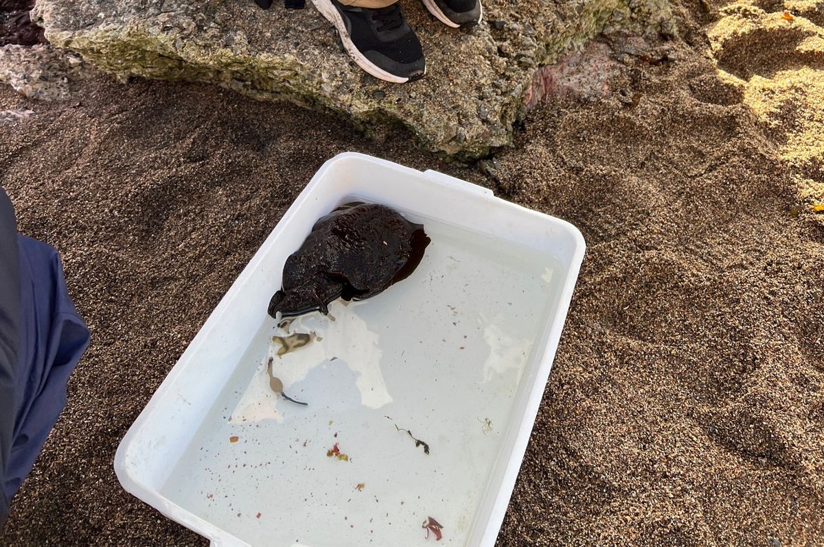 Charley Tavener with the Aplysia depilans found on a UK beach
