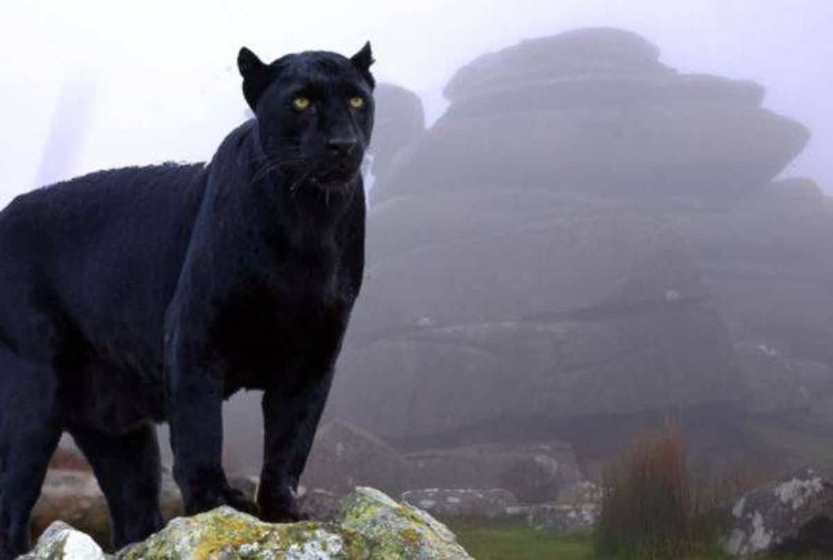 Composite image featuring 'Beast of Bodmin' style big cat