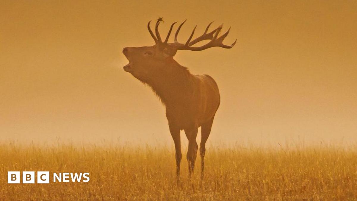 A deer in Windsor Great Park, with an orange background, as if taken at dawn.