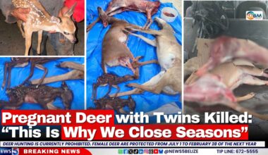 Pregnant Deer with Twins Killed: “This Is Why We Close Seasons”