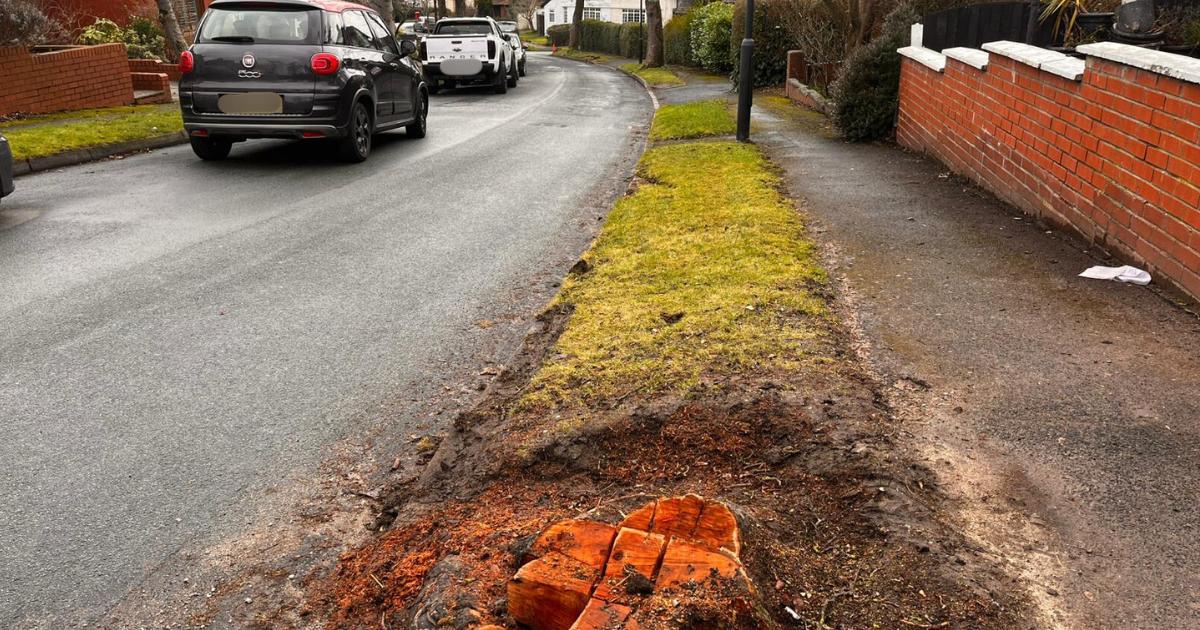 Concerns raised after tree cut down in Oldham conservation area