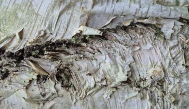 Winning camera club photo puzzle shows silver tree bark
