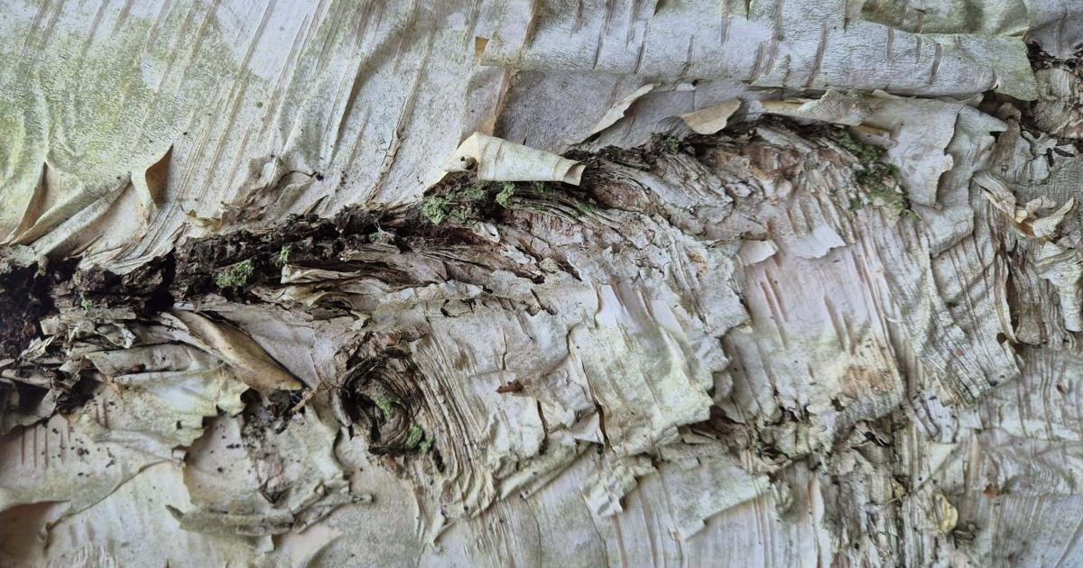 Winning camera club photo puzzle shows silver tree bark