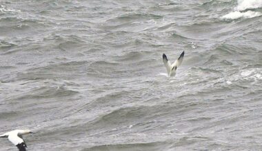 Gannets can be spotted off the Isle of Wight seeking food