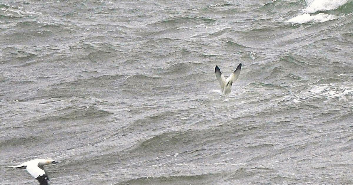 Gannets can be spotted off the Isle of Wight seeking food