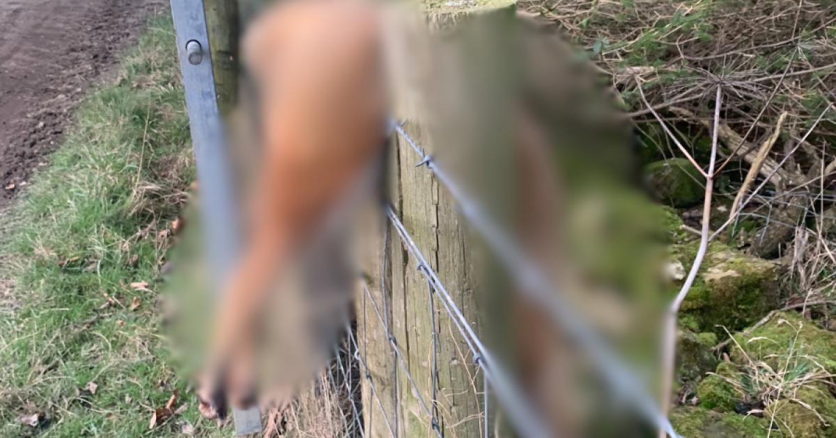 12 foxes 'strung up like trophies' found on King Charles Midlothian estate