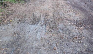 Isle of Wight badger sett filled with concrete 'illegally'