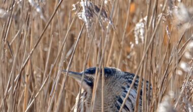 Wildlife encounters and sounds to listen for this spring