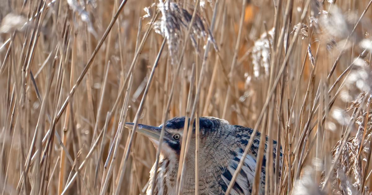 Wildlife encounters and sounds to listen for this spring