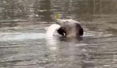 Resident's shock at seeing seal playing in the River Test