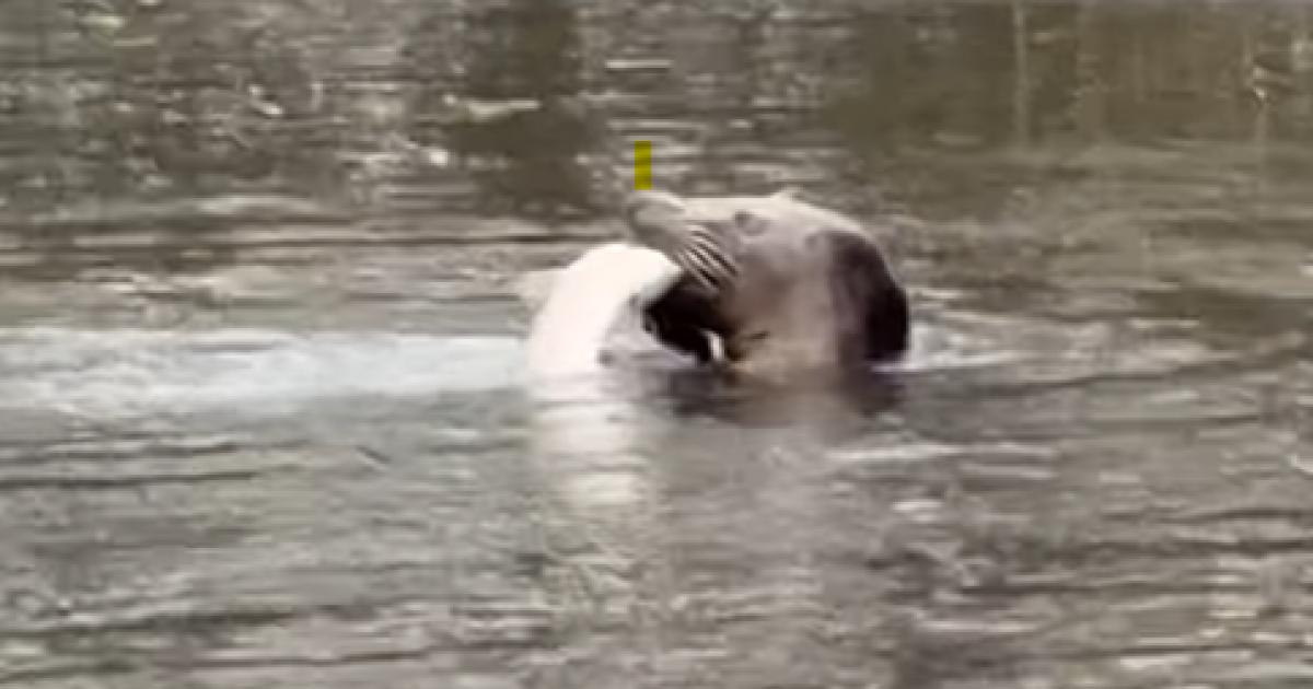 Resident's shock at seeing seal playing in the River Test