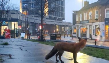 Urban fox trot in York city centre during lunchtime dash