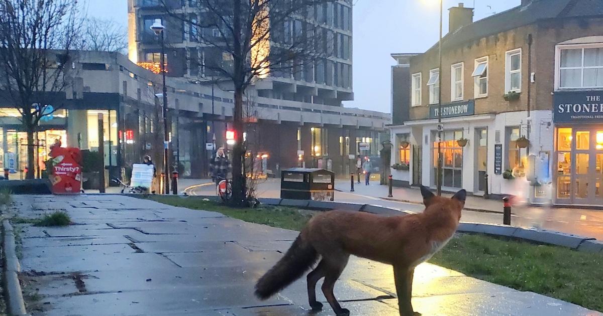 Urban fox trot in York city centre during lunchtime dash