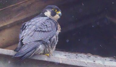 Darlington - World's fastest animal Peregrine Falcon spotted