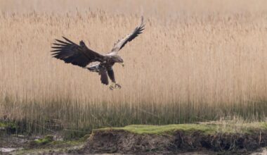 Conservationists study wild fledged white-tailed eagle