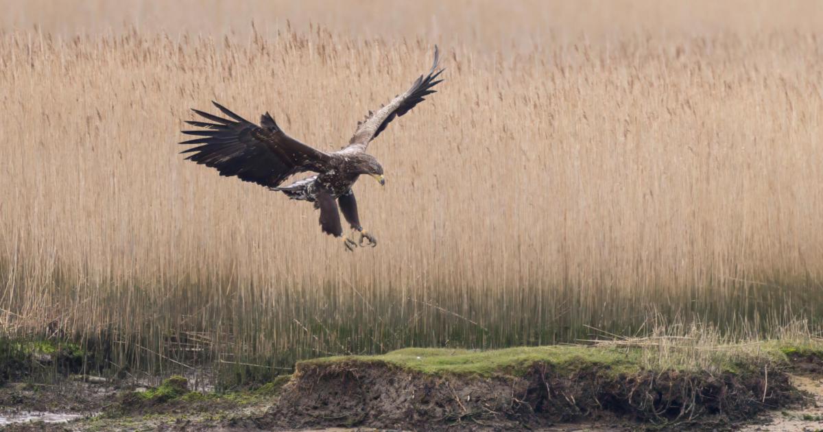 Conservationists study wild fledged white-tailed eagle