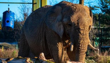 Scotland’s only African elephant dies aged 54