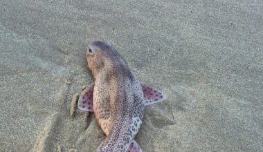 Catshark found washed up on Dorset beach