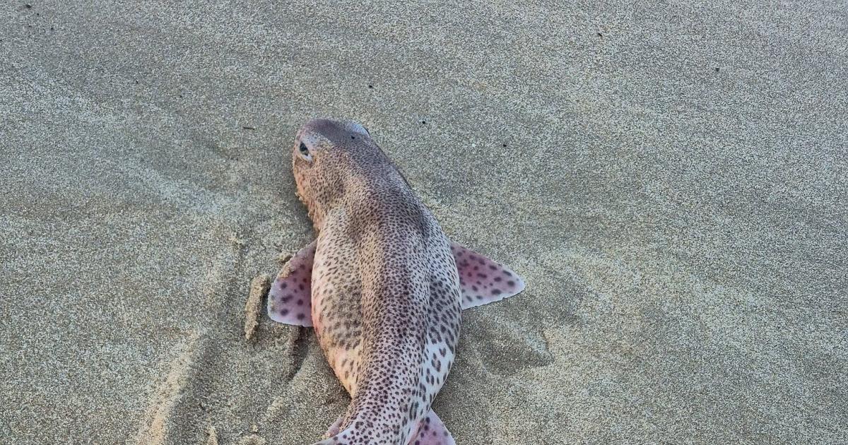 Catshark found washed up on Dorset beach