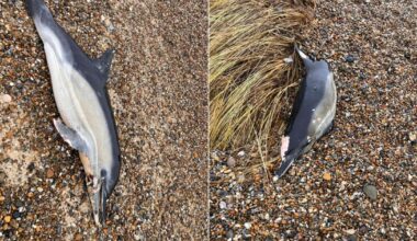 Two dead dolphins found washed up on Pakefield beach