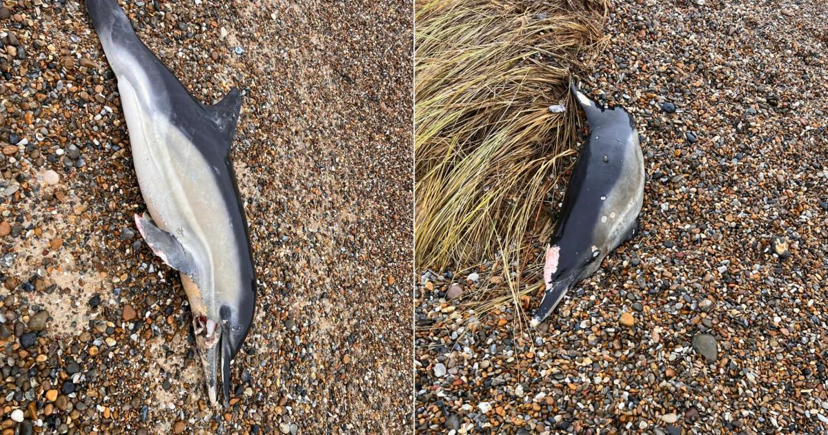 Two dead dolphins found washed up on Pakefield beach