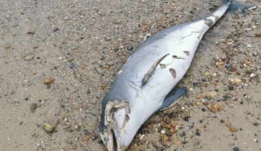 Dead porpoise found by walker on beach in Felixstowe