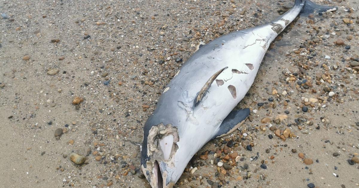 Dead porpoise found by walker on beach in Felixstowe