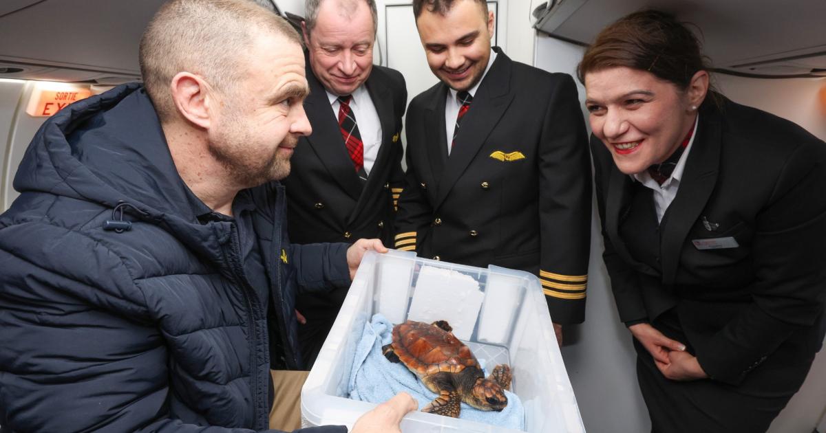 Endangered turtle flown to Southampton after Storm Goretti