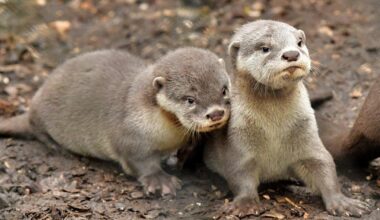Smooth-coated otter cubs born at New Forest Wildlife Park